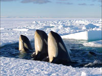 frozen-planet-orcas.jpg